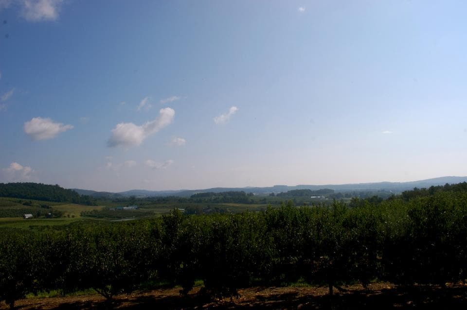 Beechwood Orchards