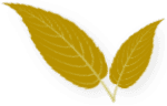 Bella Mae's Tea Co. photo 2