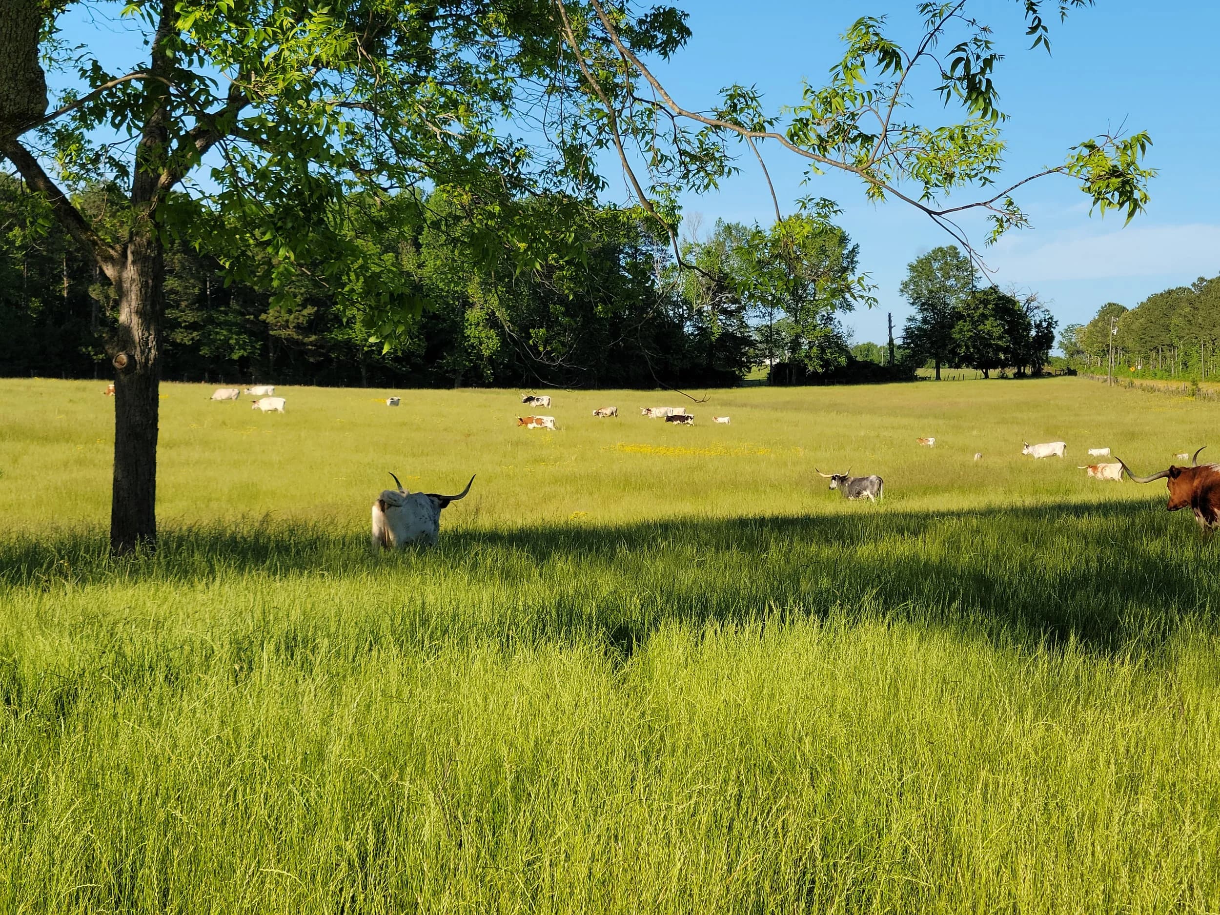Belle Dawg Farms