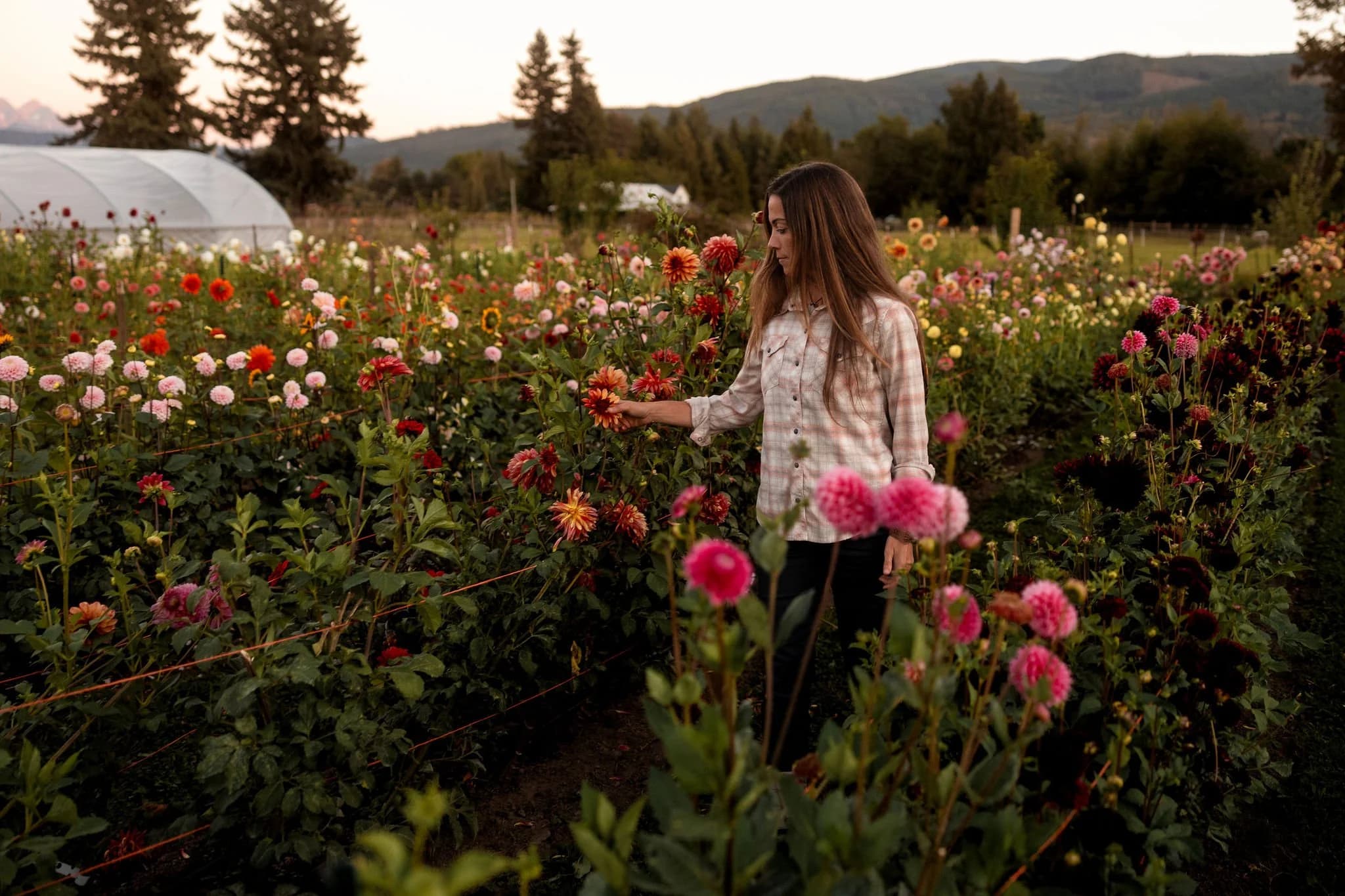 Bellingham Flower Farm