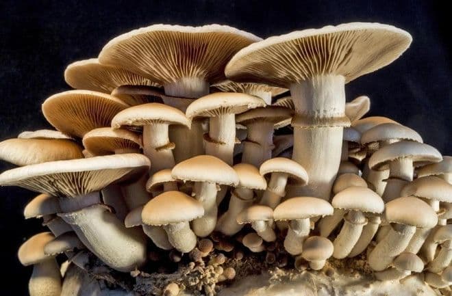 Bennett Run Mushroom Farm photo 2
