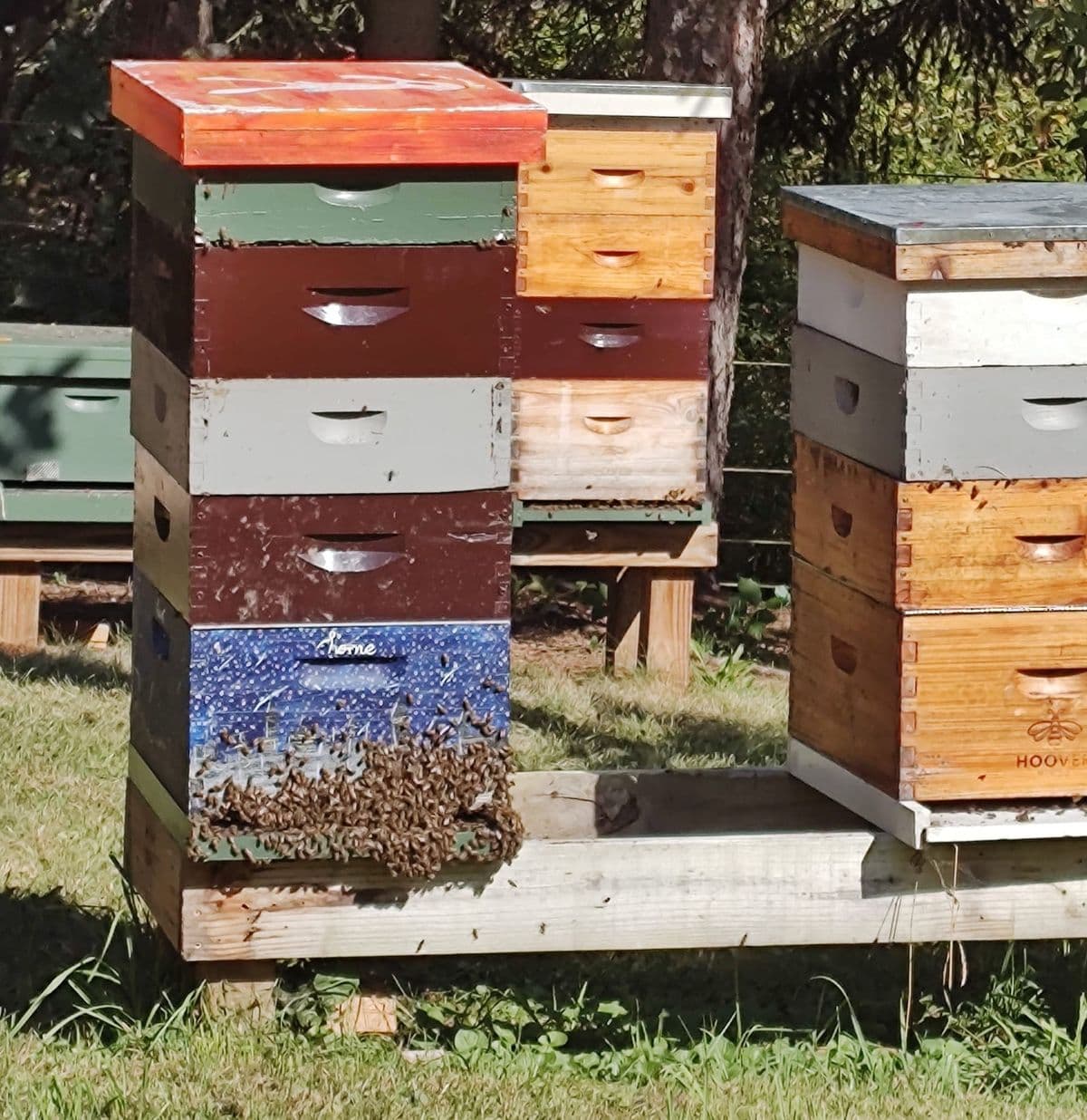 Bennetts Valley Honey Company