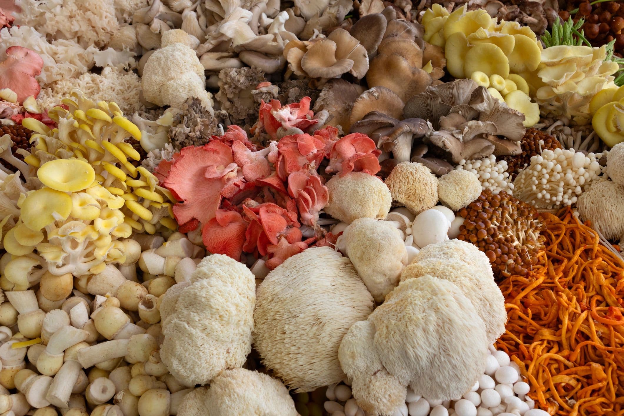 Berry Fungi Farms