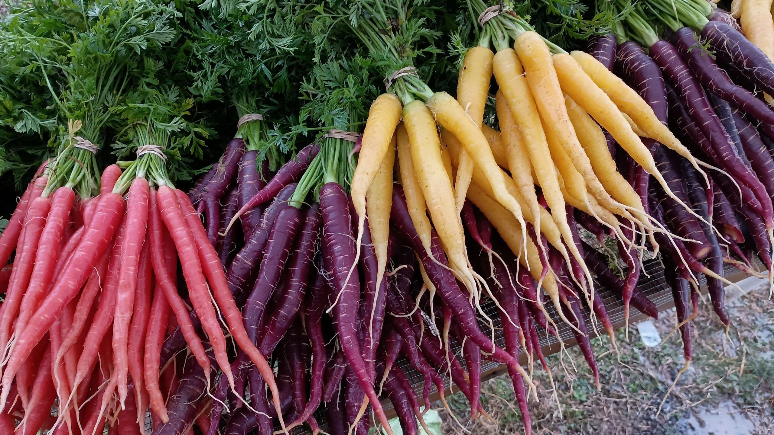 Beth's Farm photo 2