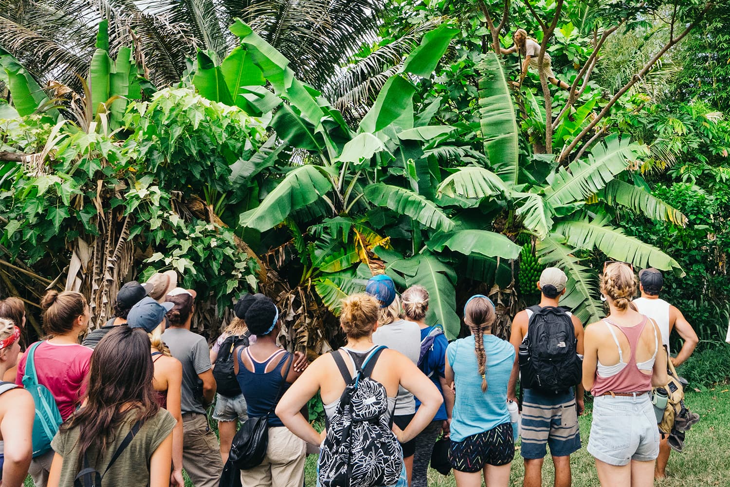 Big Island Farms photo 2