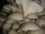 Bigfoot Mushrooms