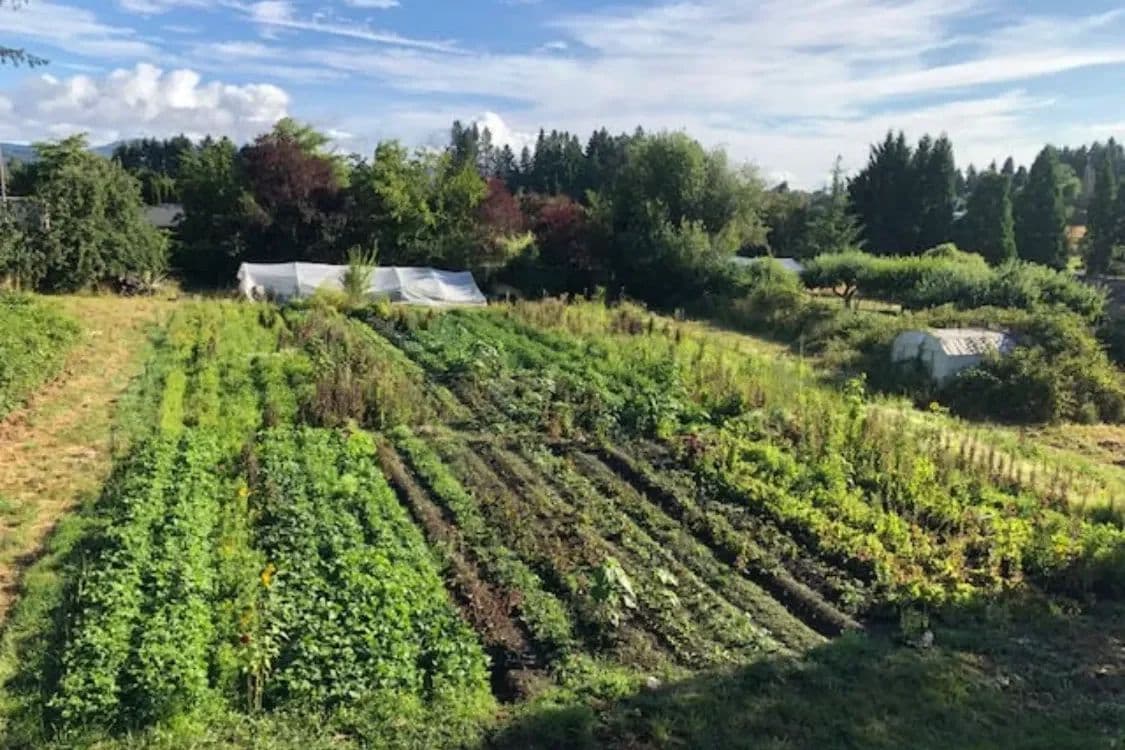 Bina's Patchwork Garden