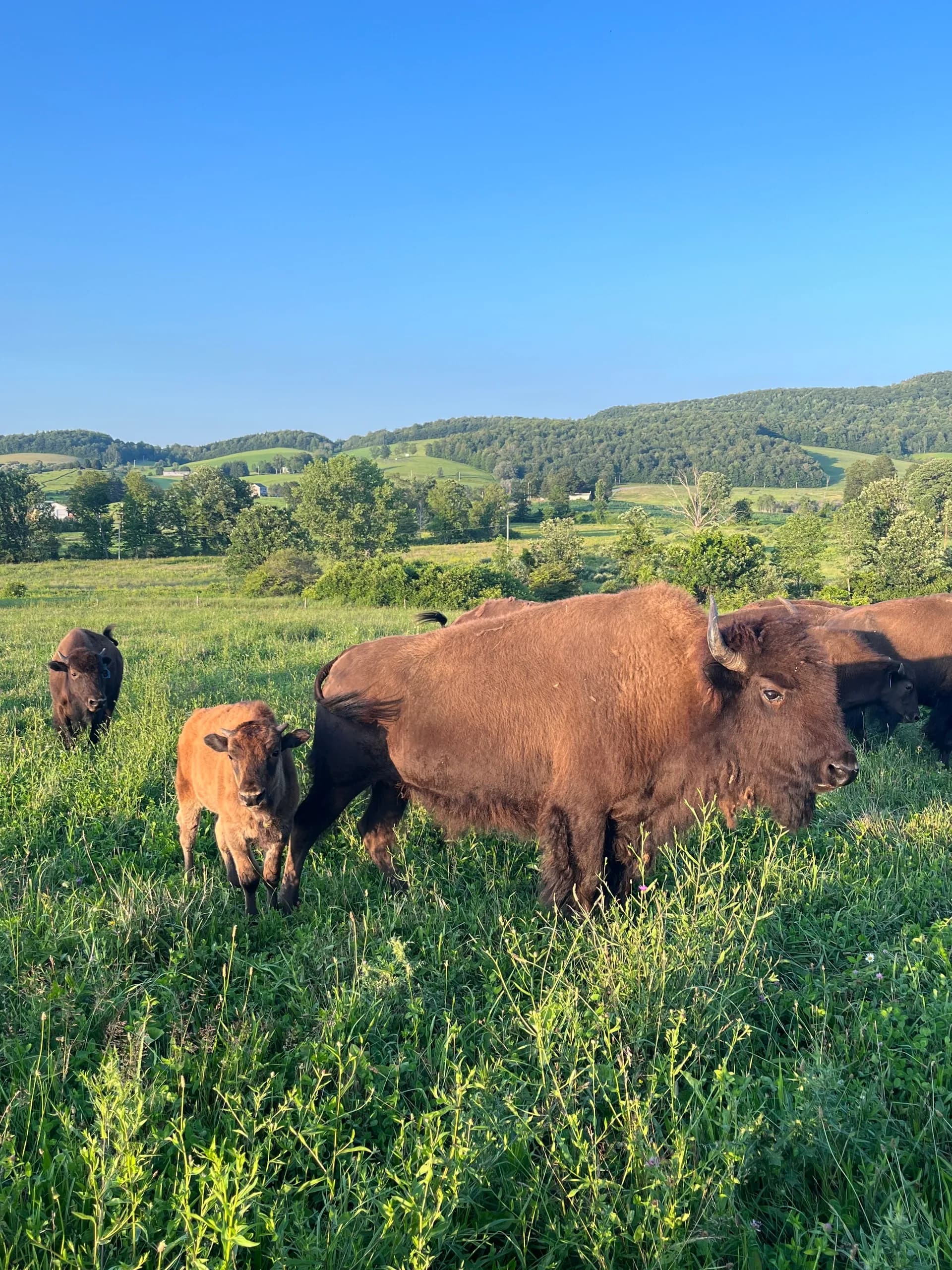 Bison Island Ranch