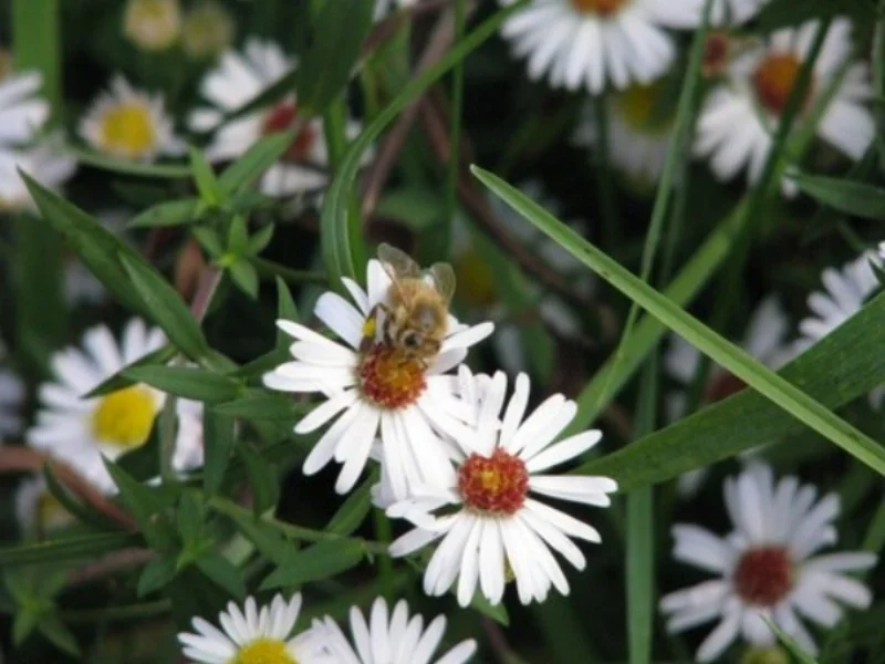 Black Birch Farm Apiaries