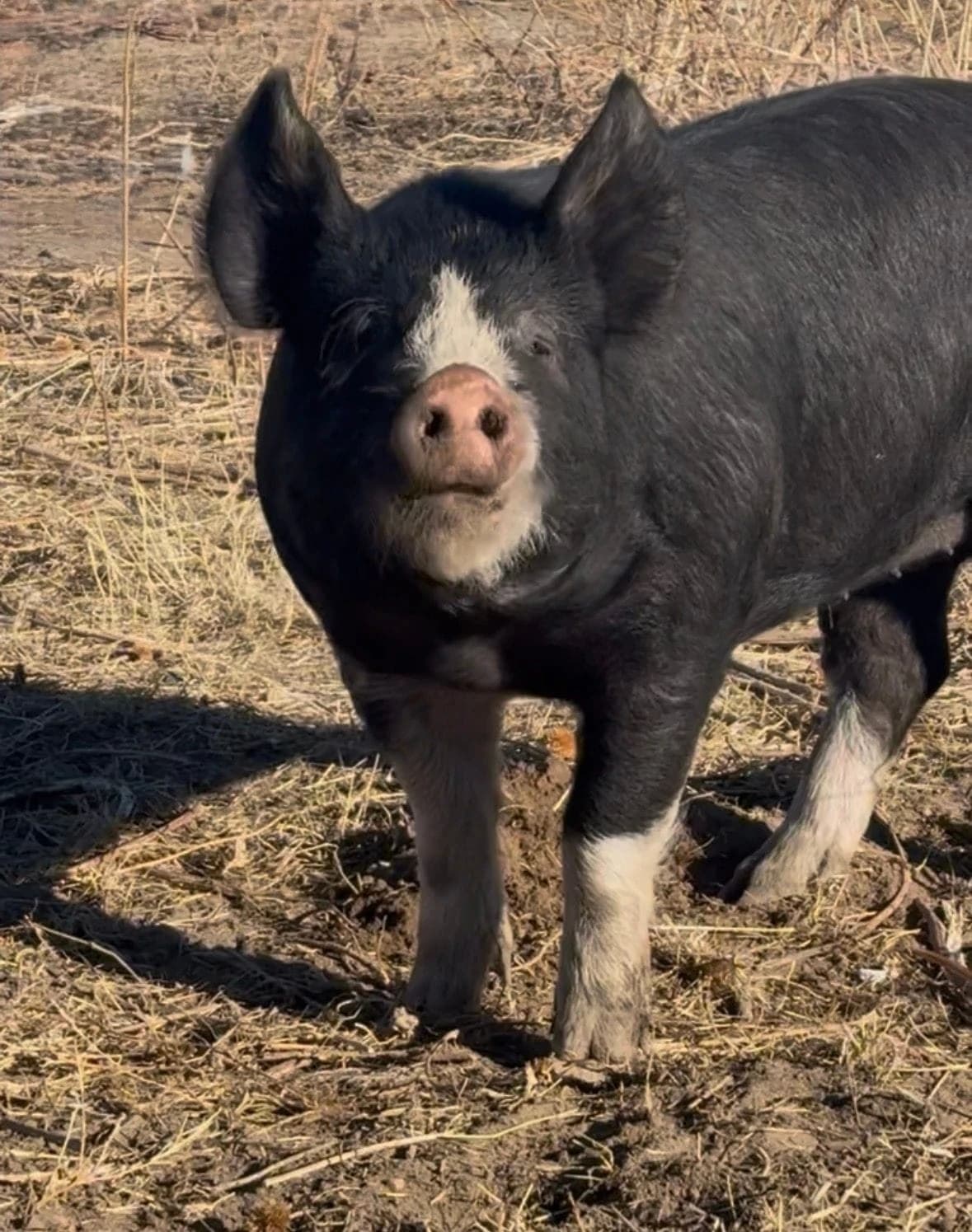 Black Gold Family Farm
