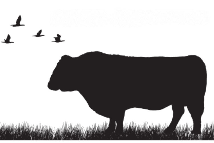 Black Swamp Cattle Company