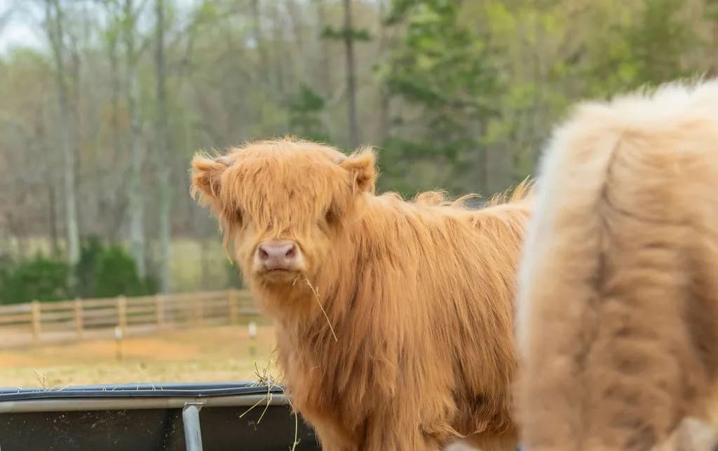 Blooming Acres Farm of NC photo 2