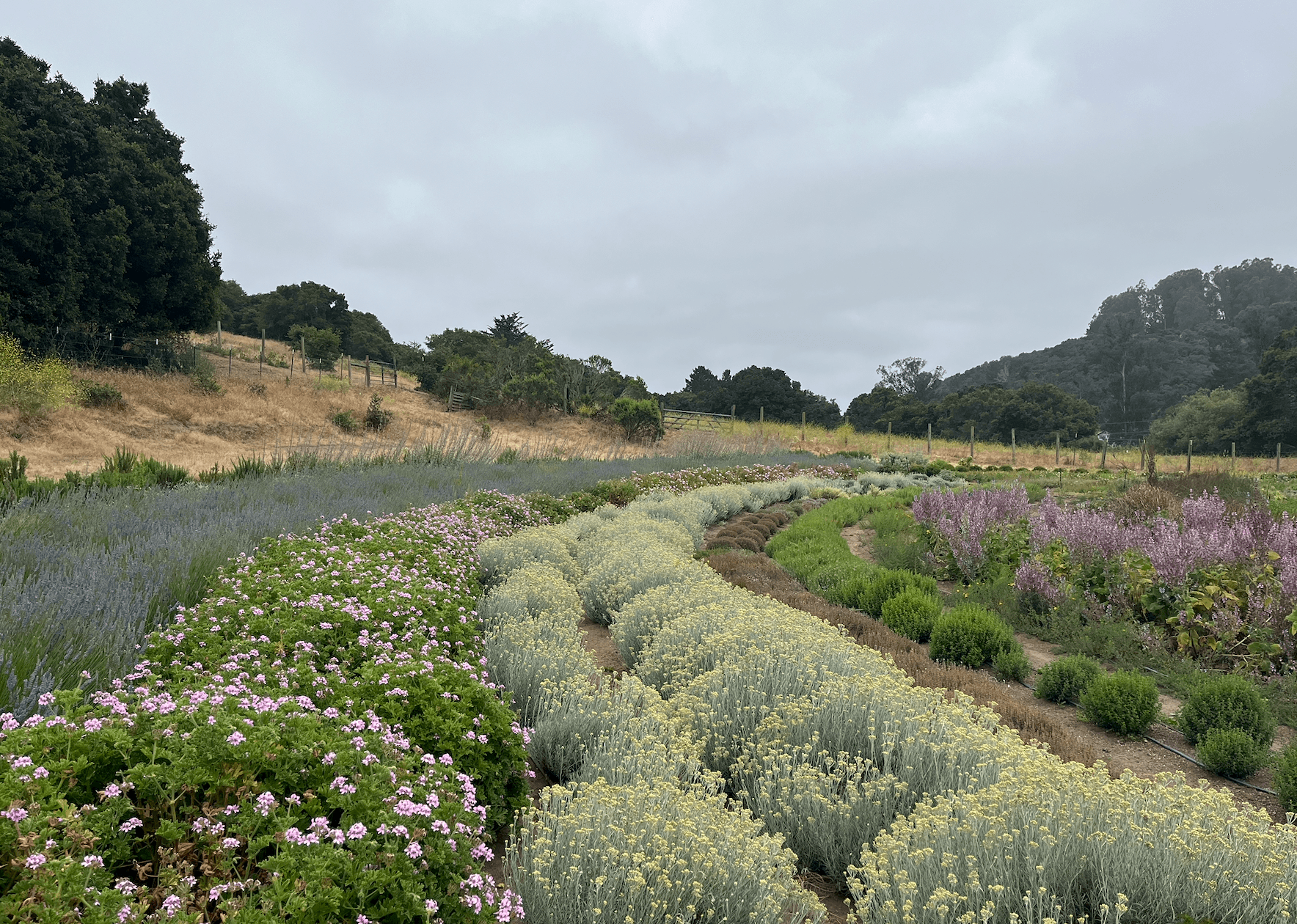 Blossoms Farm photo 2