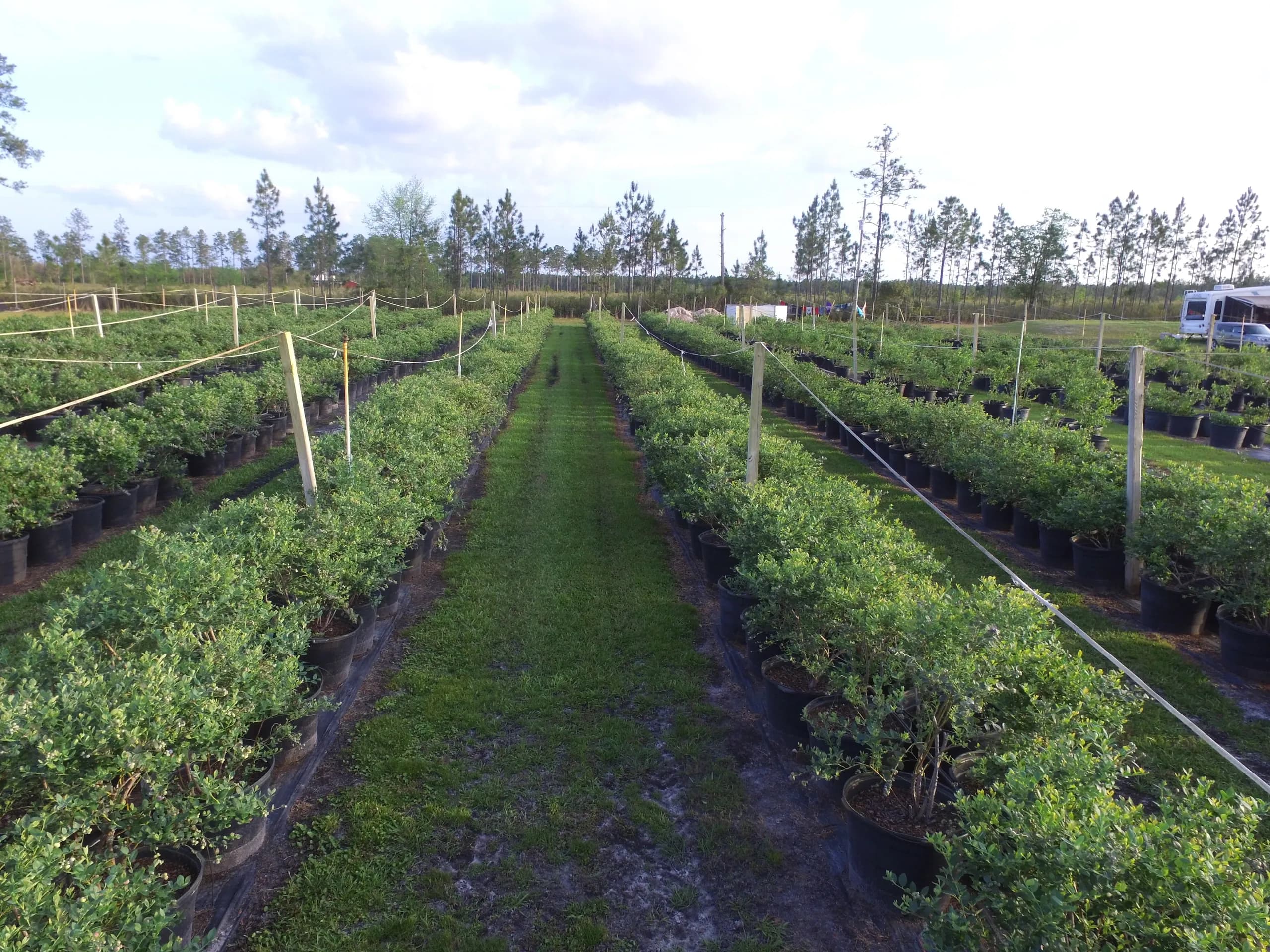 Blu By U Blueberry Farm photo 2
