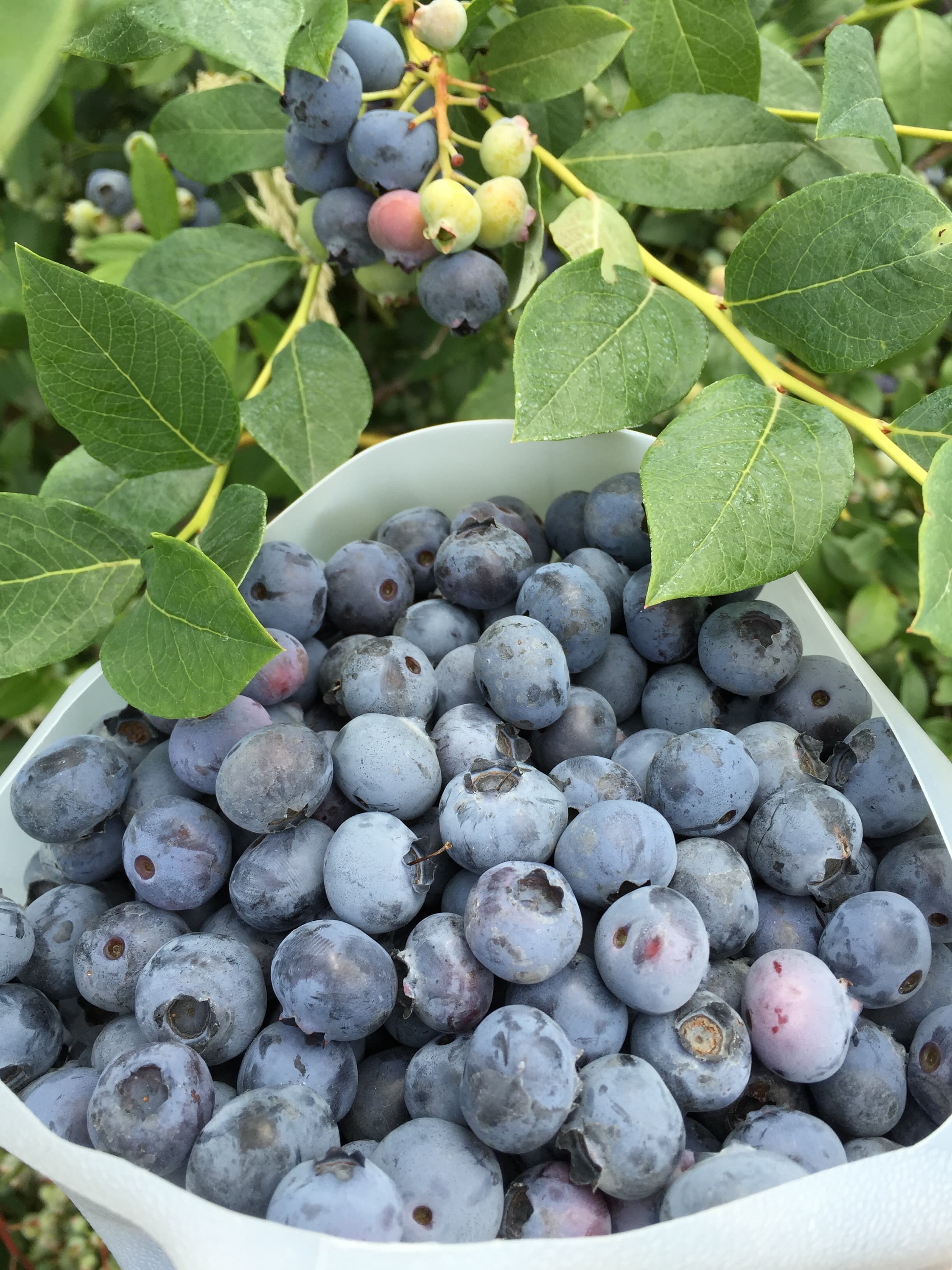 Blue Collar Berry Patch photo 2