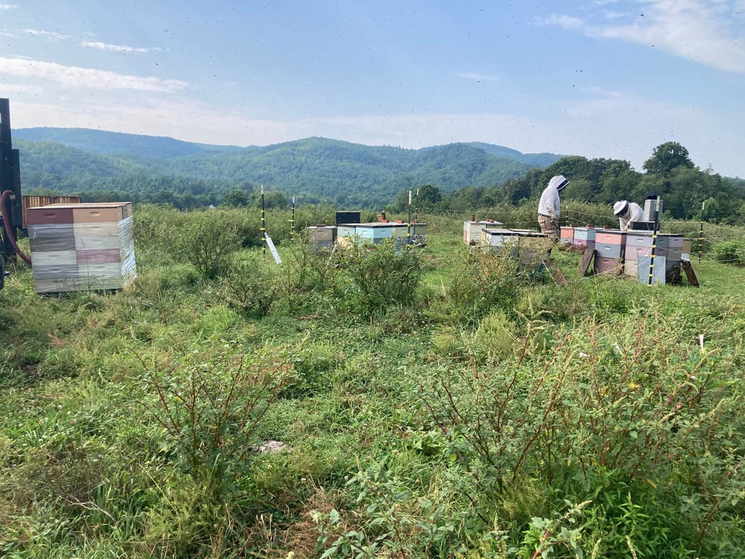 Blue Ridge Apiaries