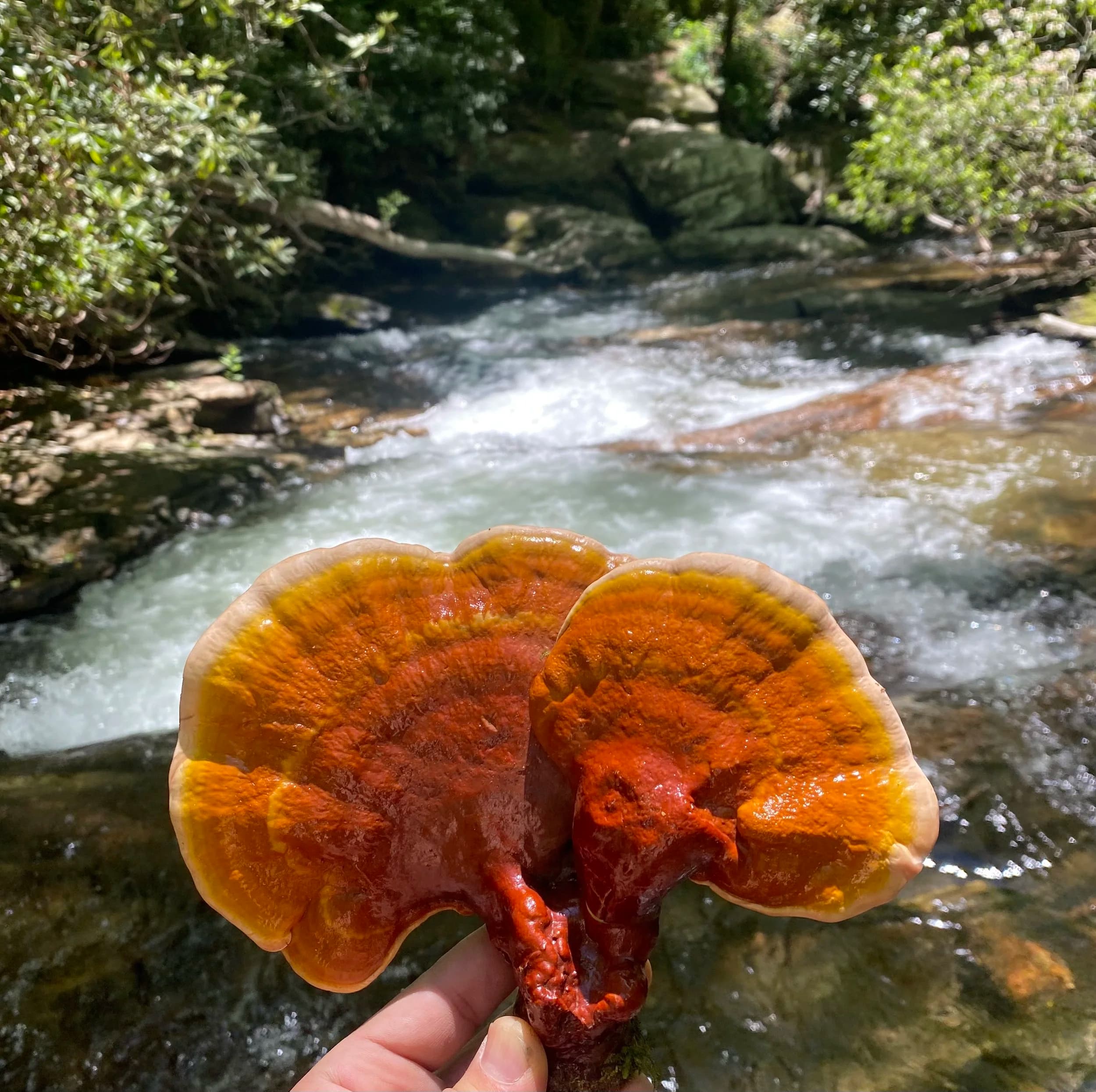 Blue Ridge Chaga Connection