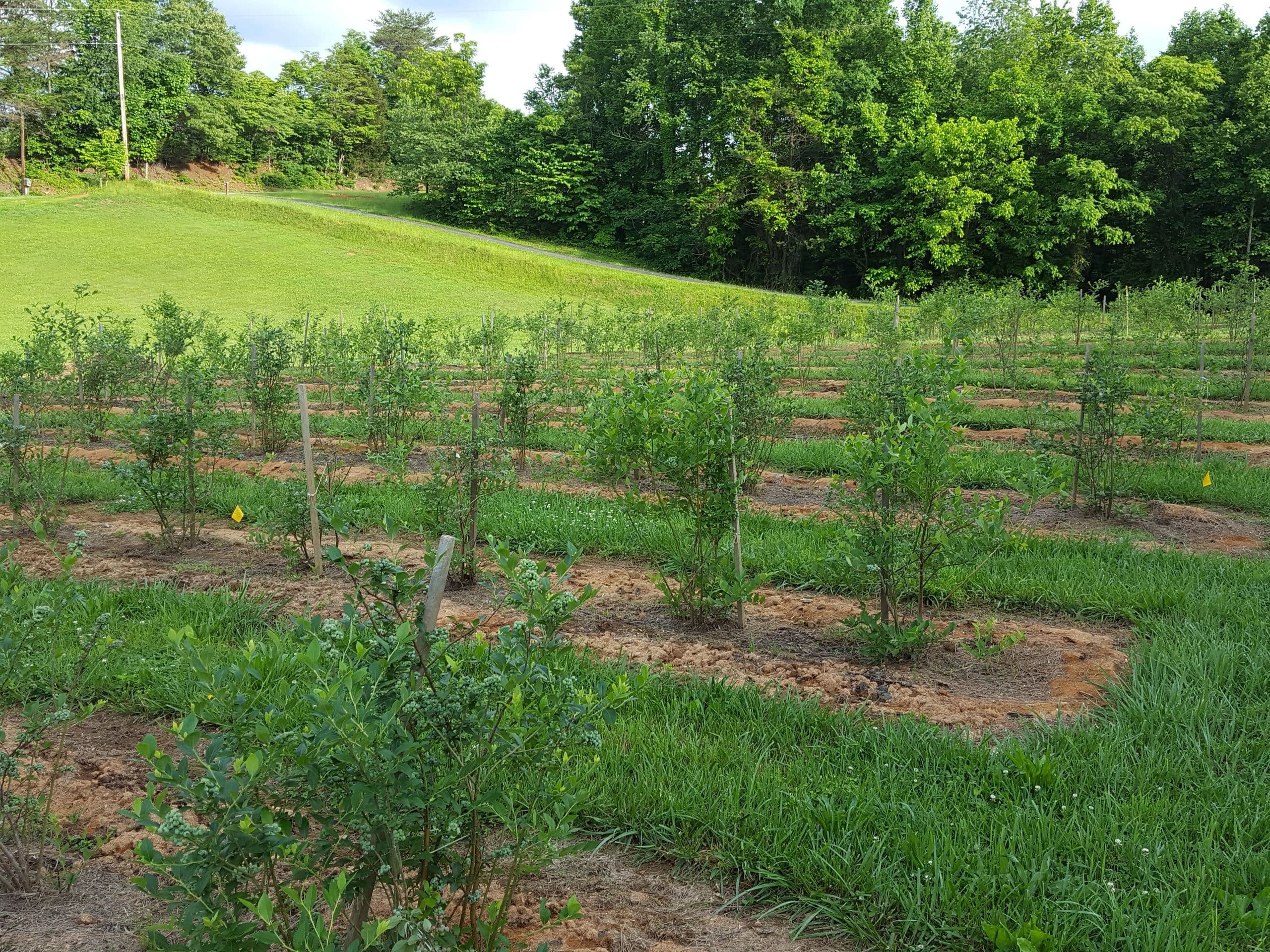 Blueberry Hill Farm photo 2