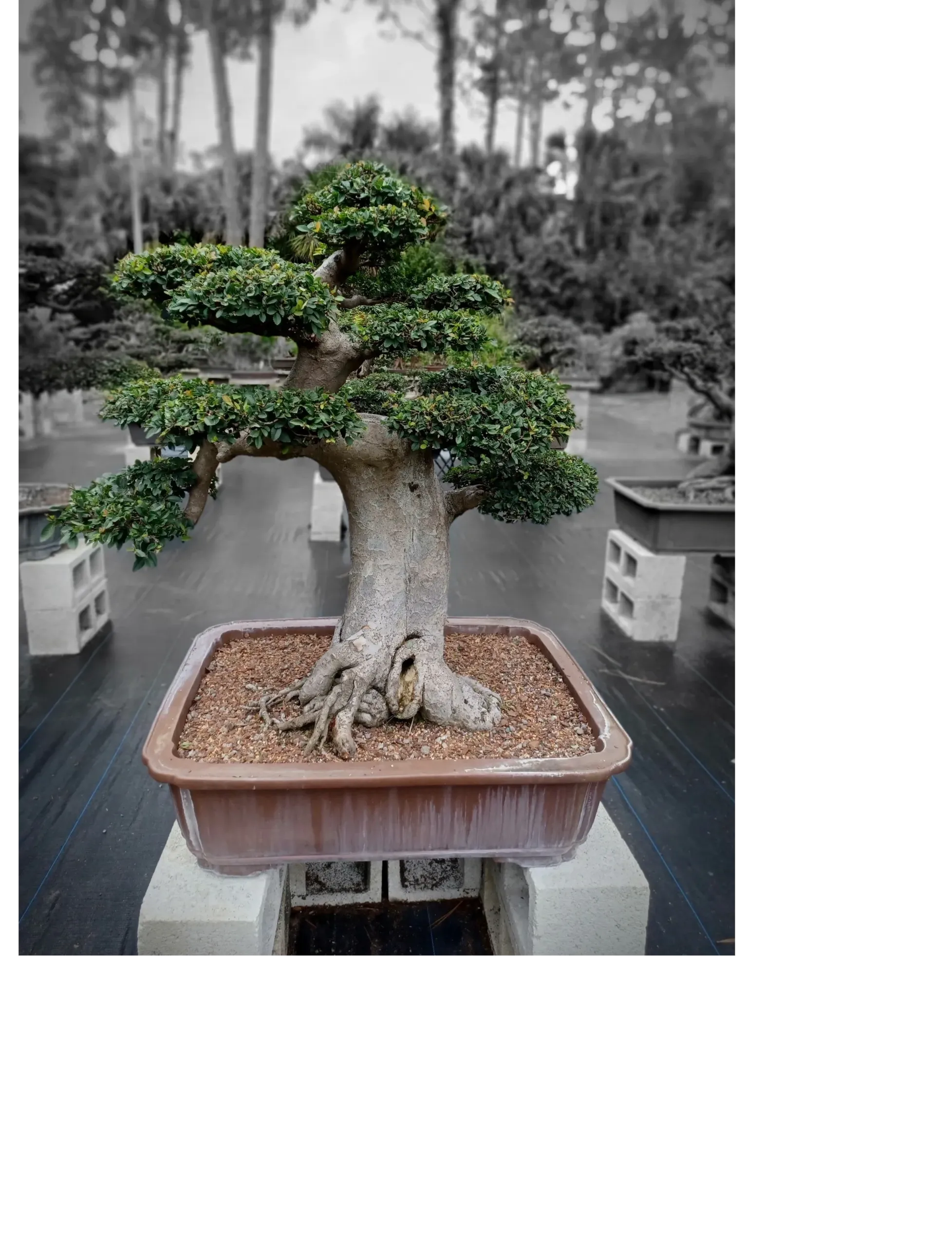 Bonsai Operations, Inc.