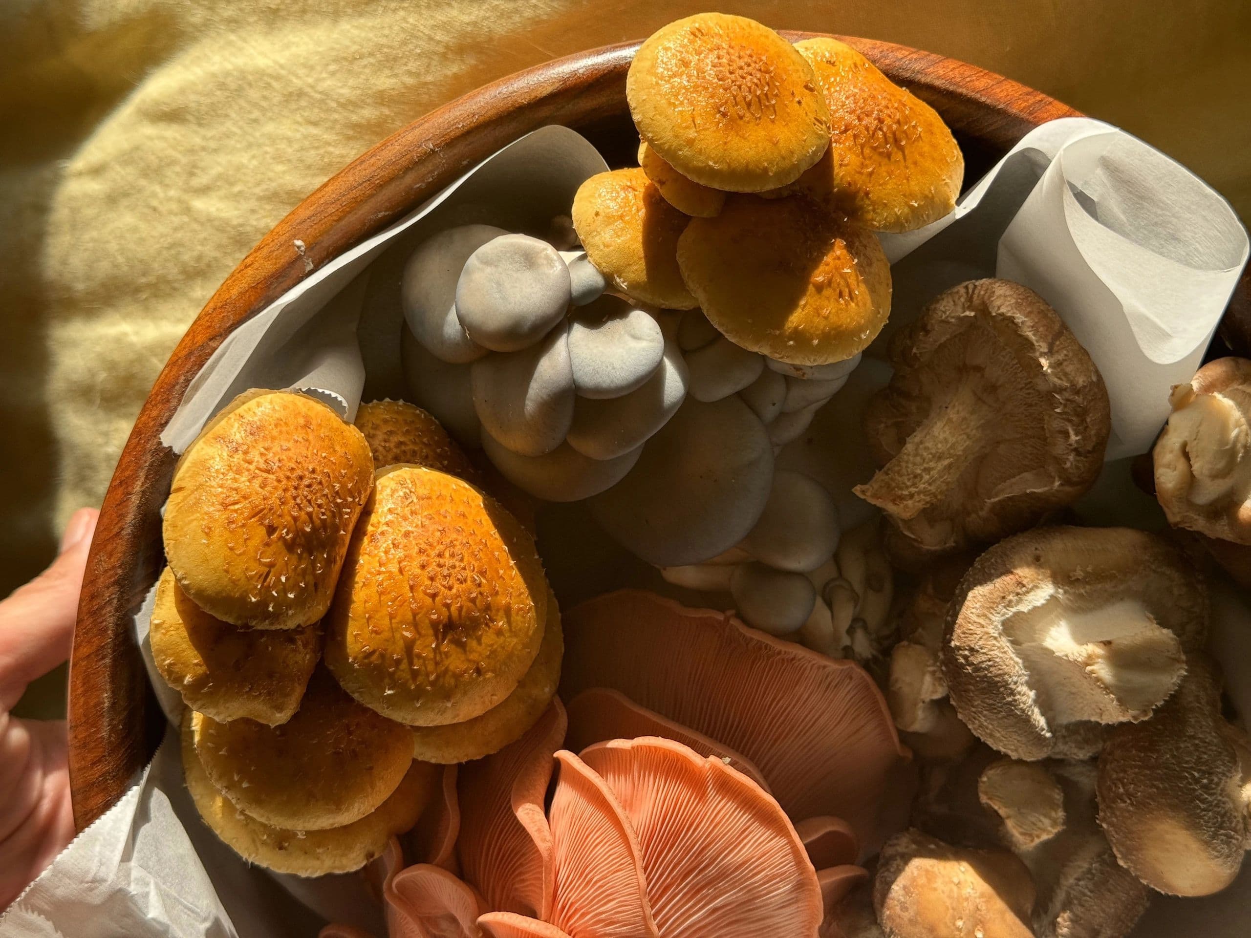 Boone Fungi photo 2