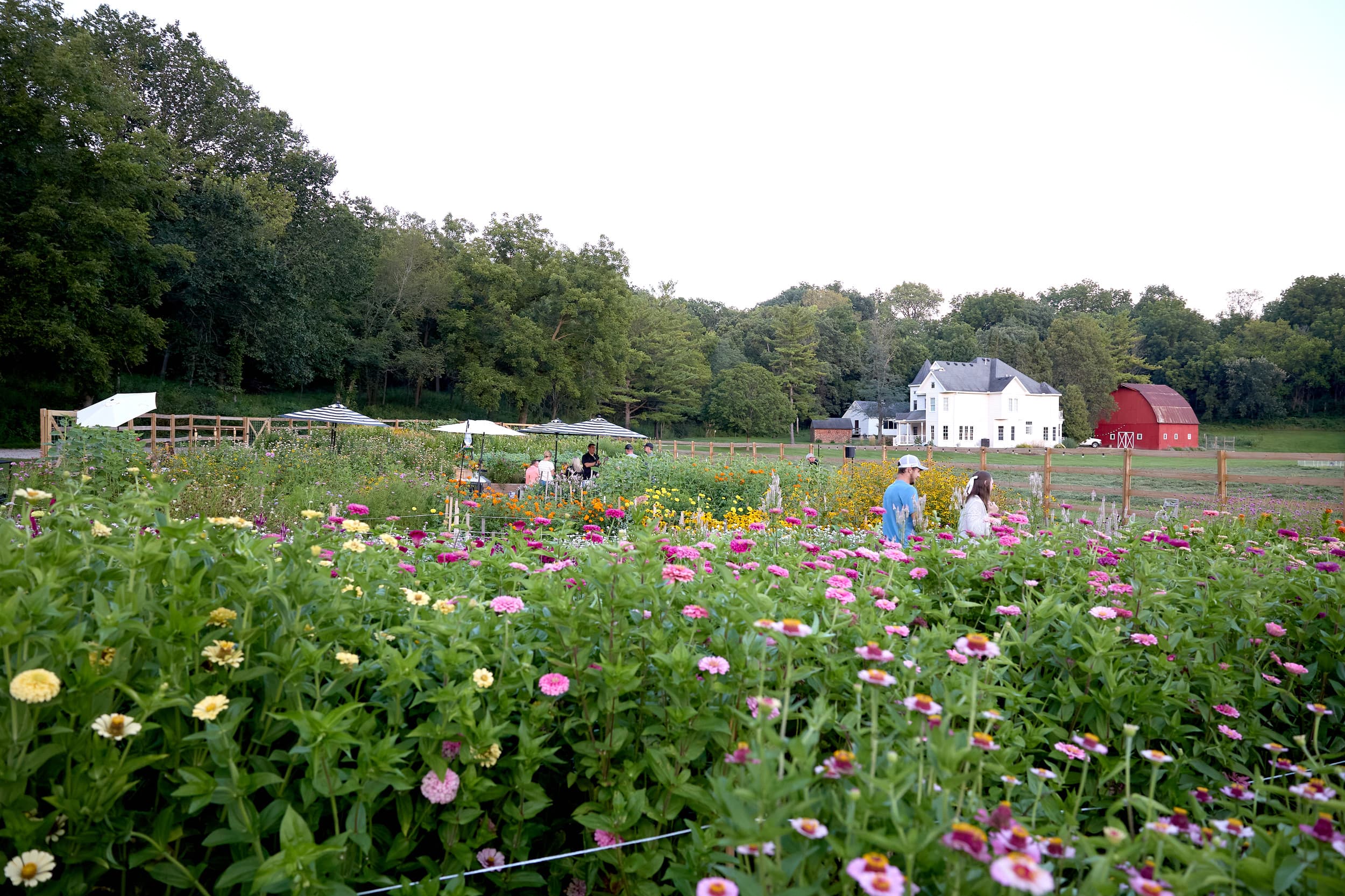 Bornemann Flower Farm photo 2