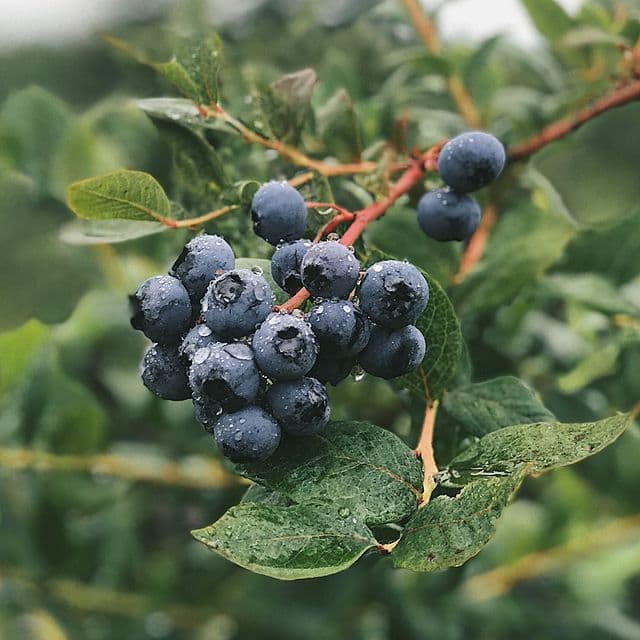Bow Hill Blueberries