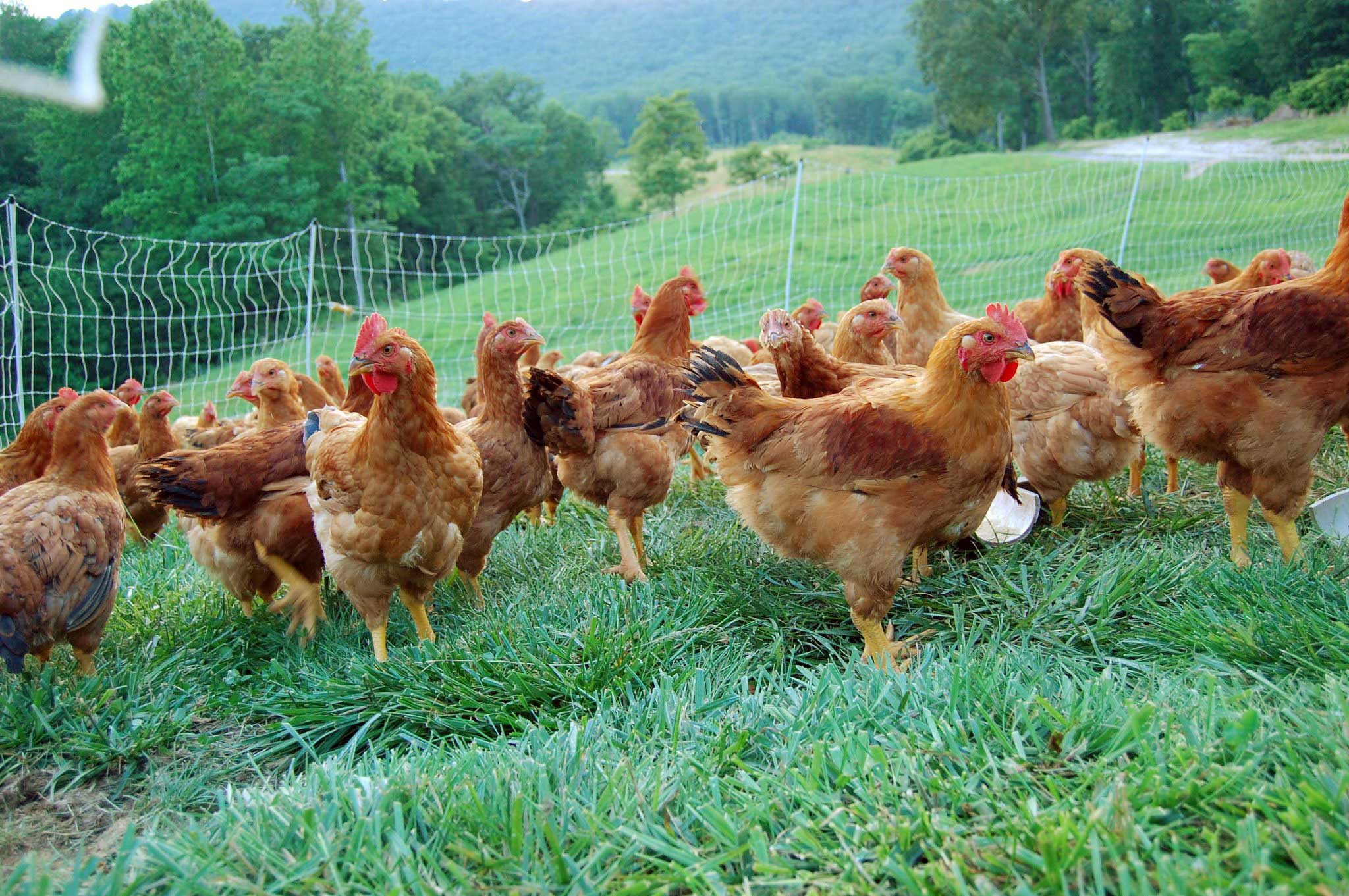 Bramble Hollow Farm