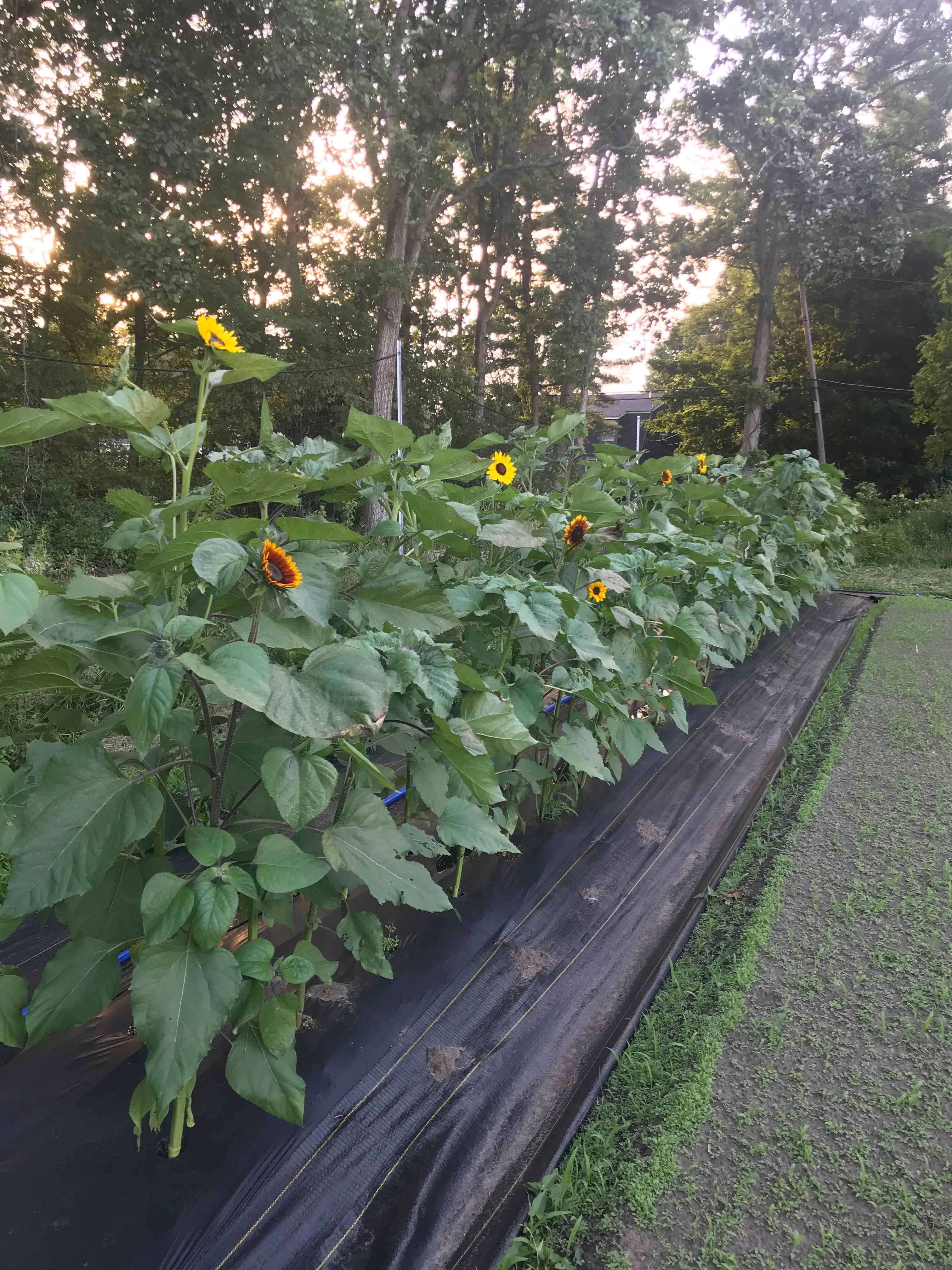Briscoe Family Farm