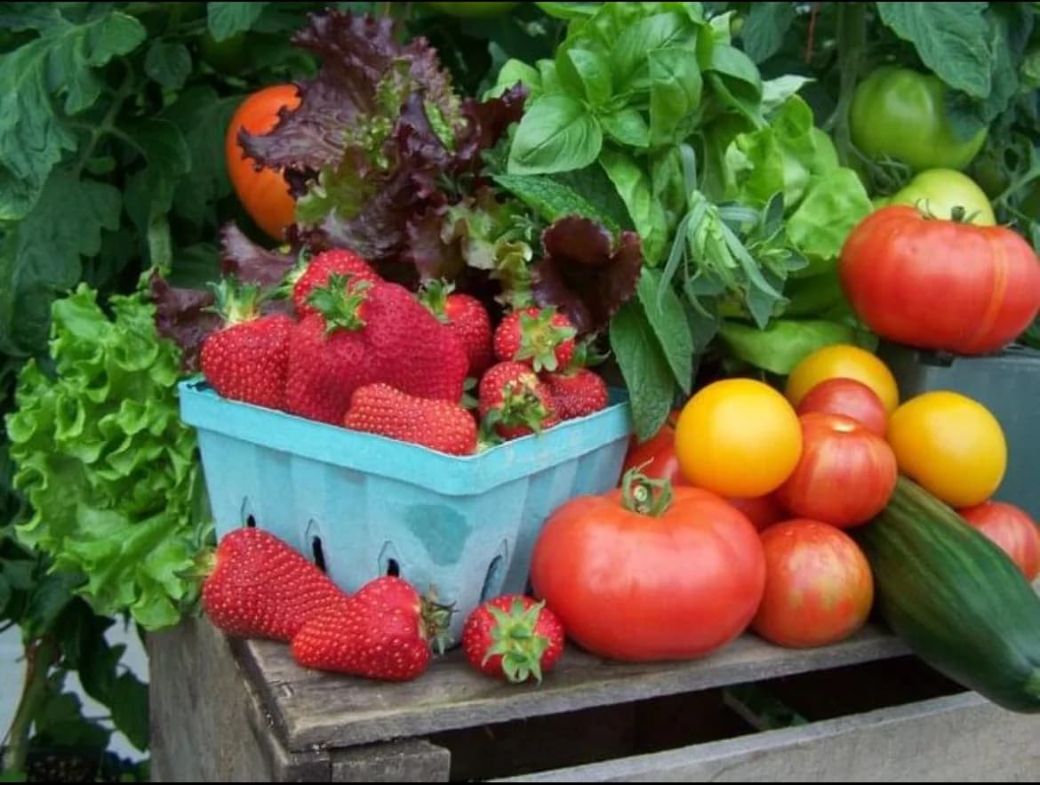 Brogue Hydroponics