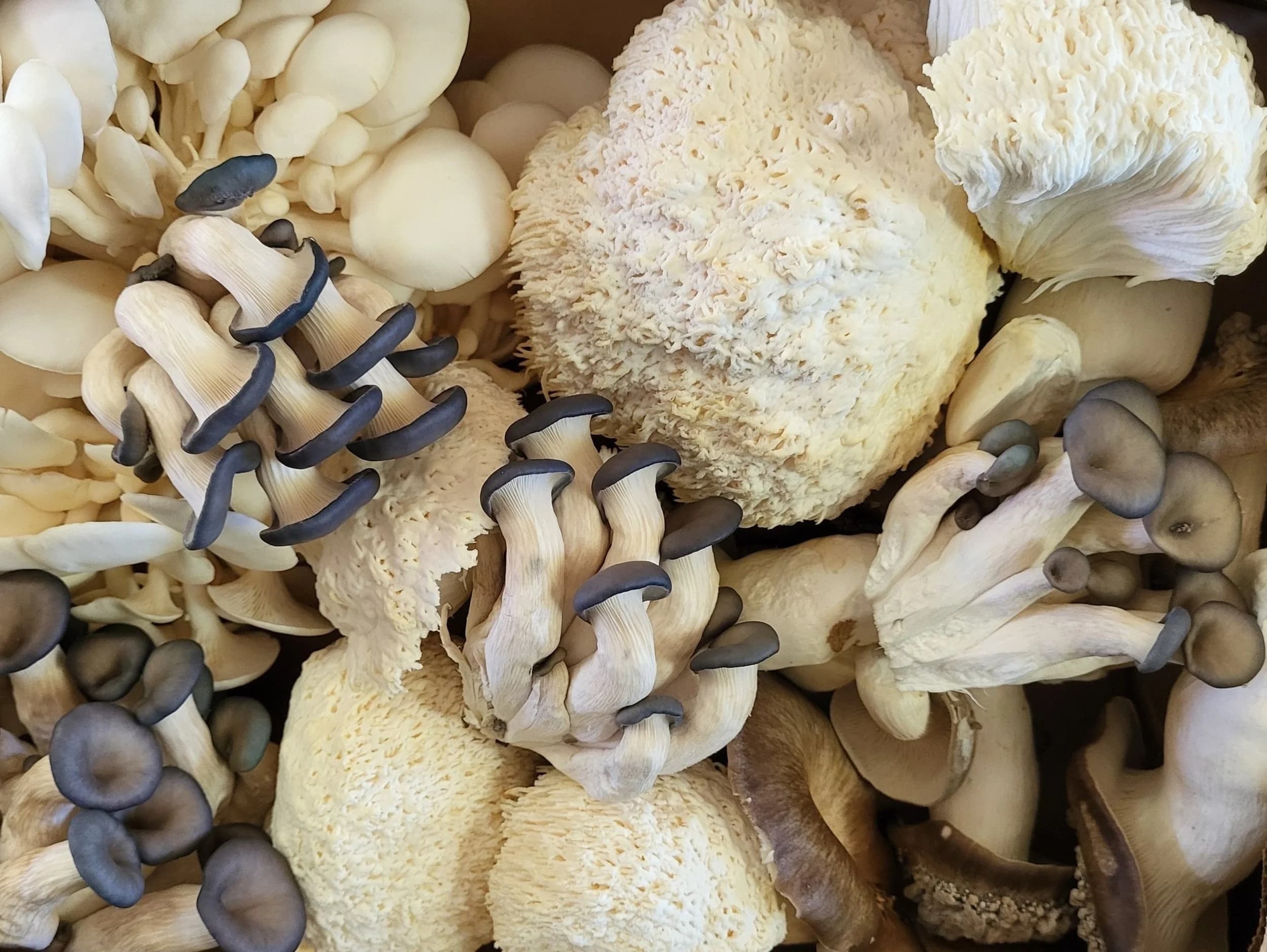 Brown Bottle Farm photo 2