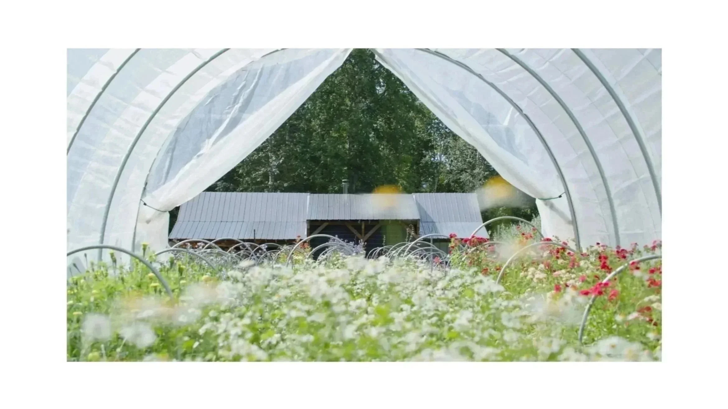 Brown Dog Farm