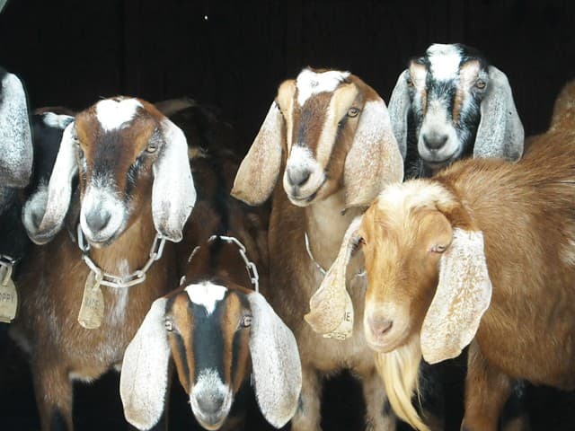 Buffalo Creek Farm & Creamery, LLC
