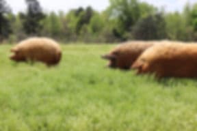 Bull City Farm