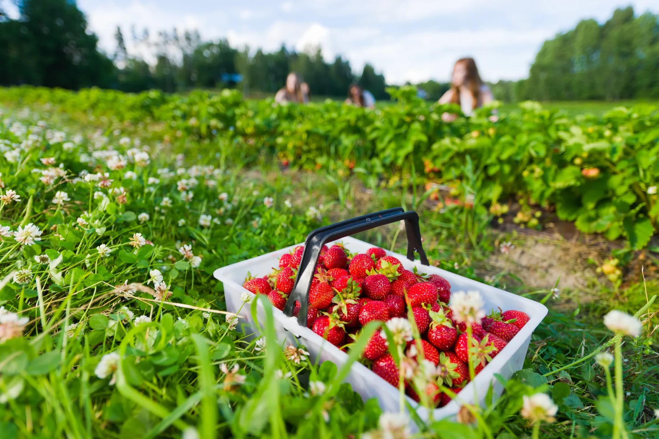 Bumble Berry Farm