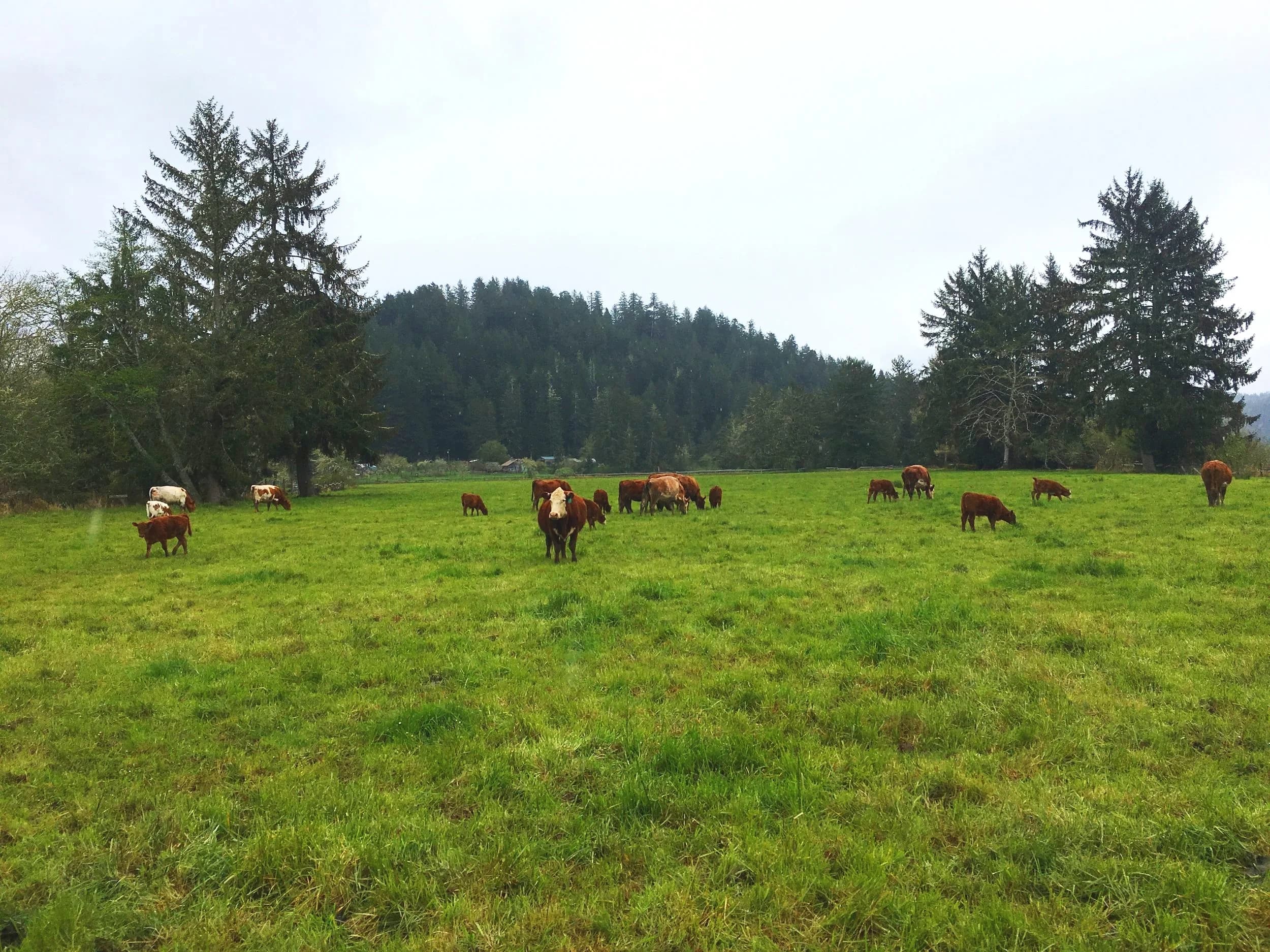 Butler Creek Farm