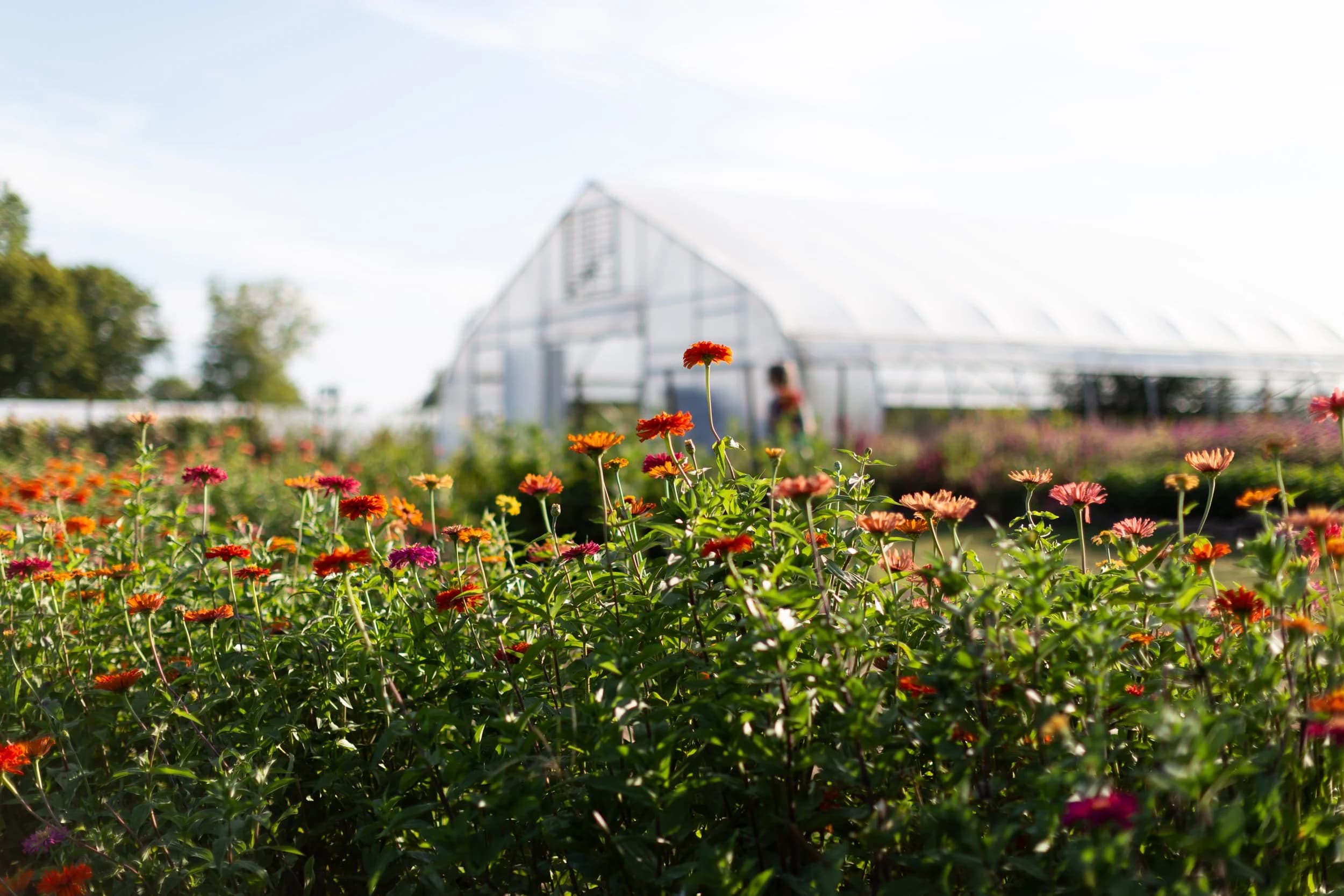 Butterfly Hill Flower Farm