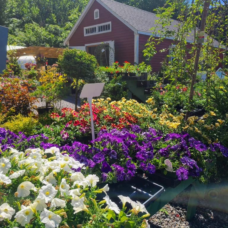 Buzz & Thrive Gardens photo 2