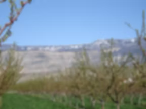 C & R Farms