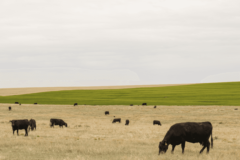 Callicrate Cattle Company