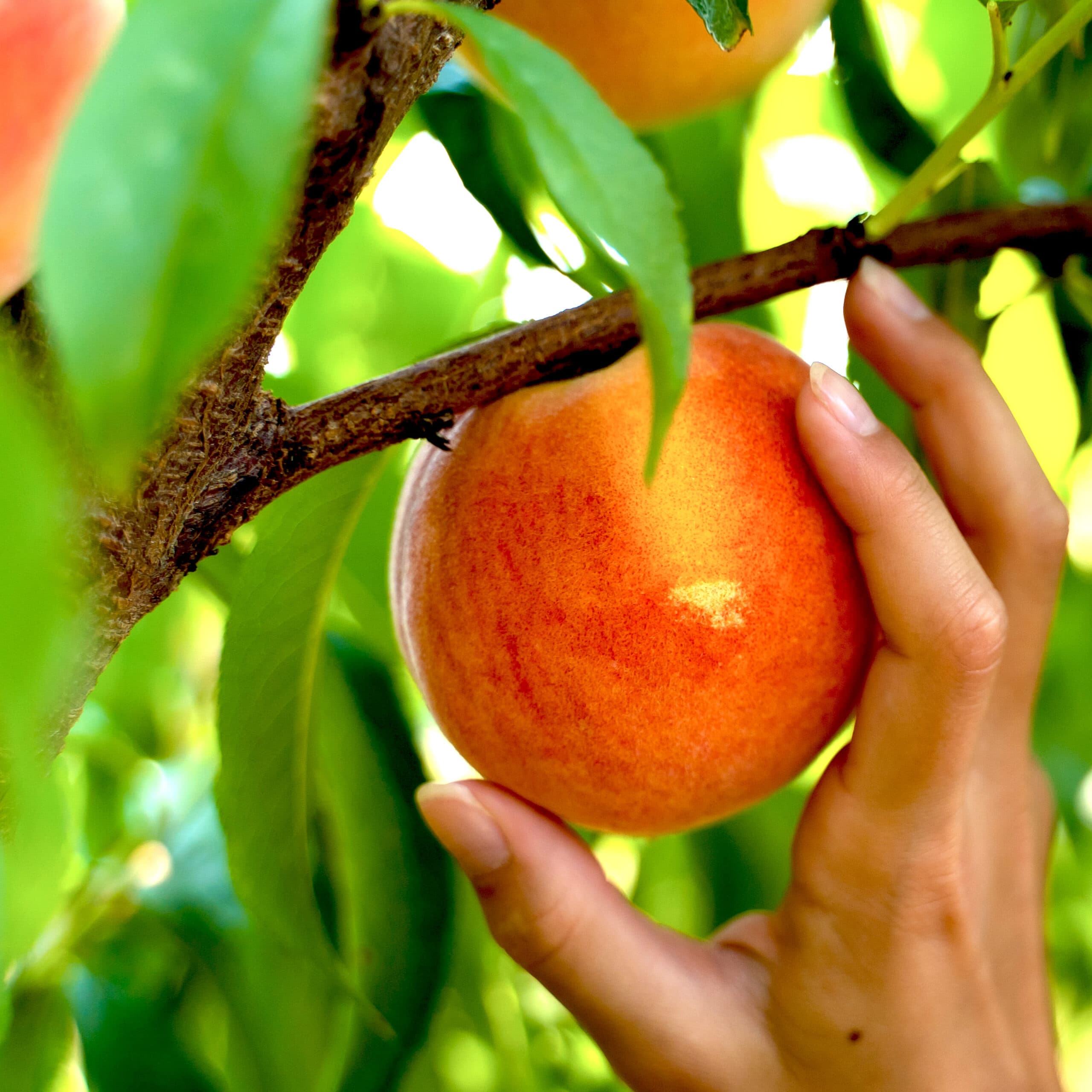 Carter Mountain Orchard and Country Store