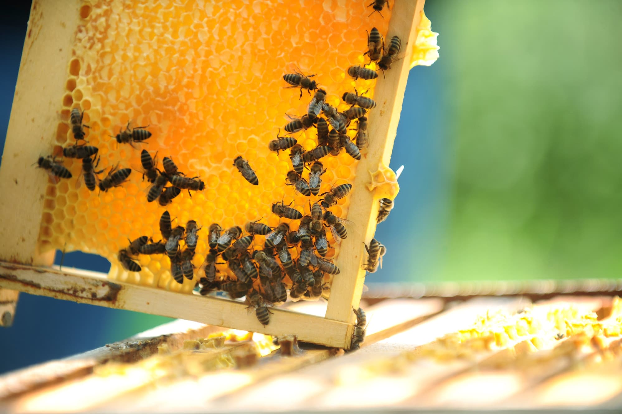 Carter's Honey Bees photo 2