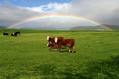 Cascade Organic Beef, LLC.