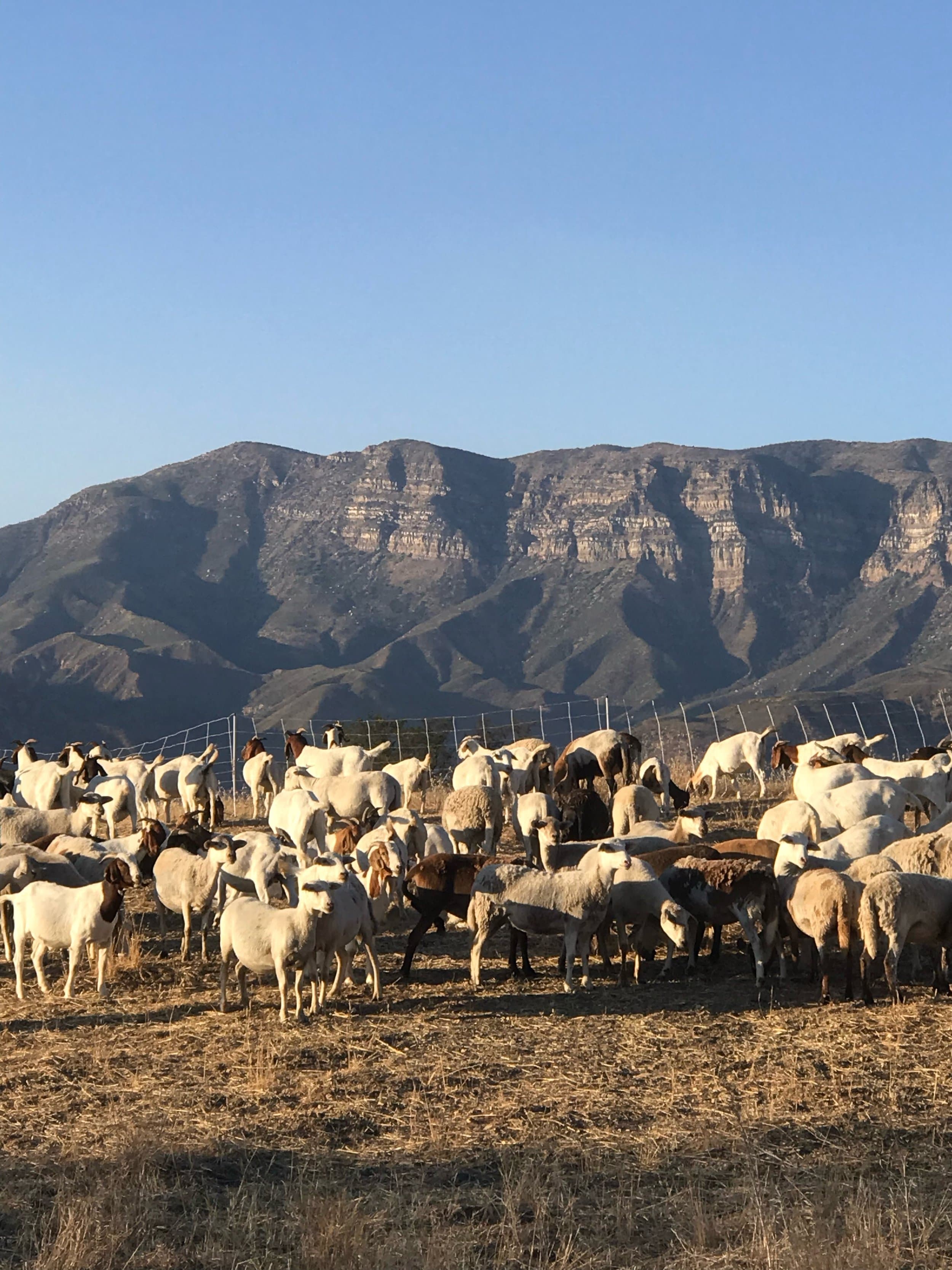 Casitas Valley Pastures
