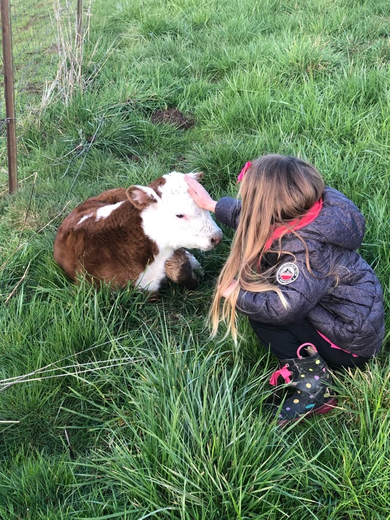 Catherine's Cattle Ranch
