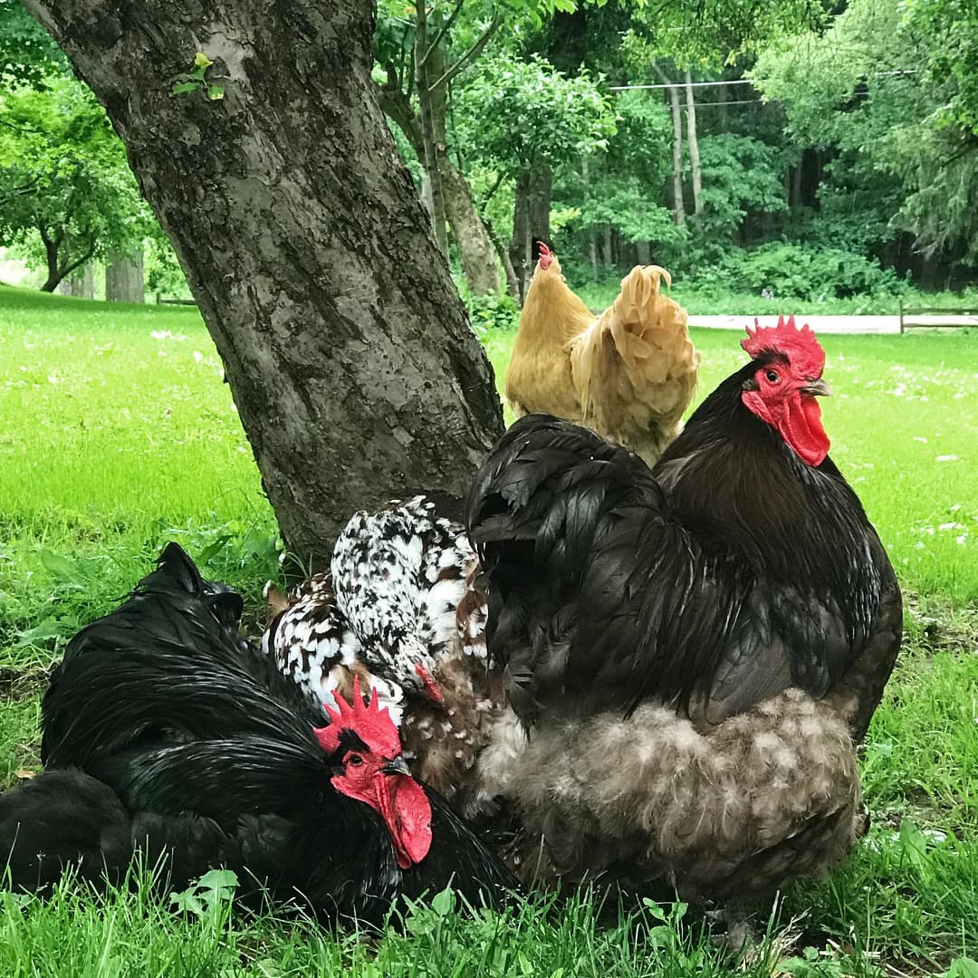 Cedar Crest Farm & Feed photo 2