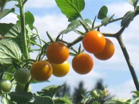Cherry Grove Organic Farm+