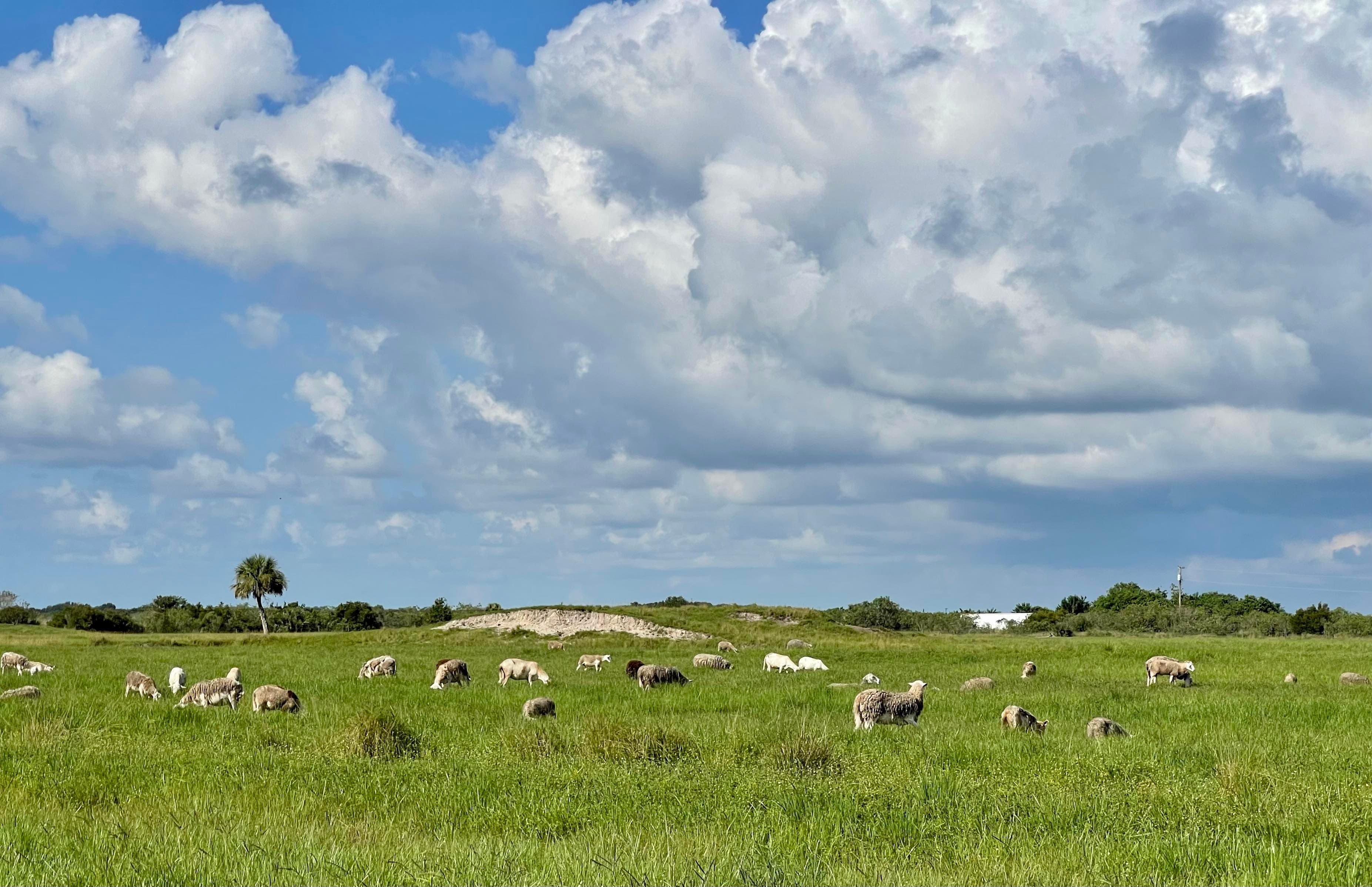 Circle C Farm