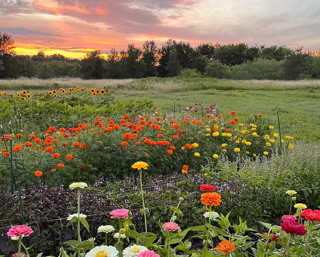 Cistern Flower Farm