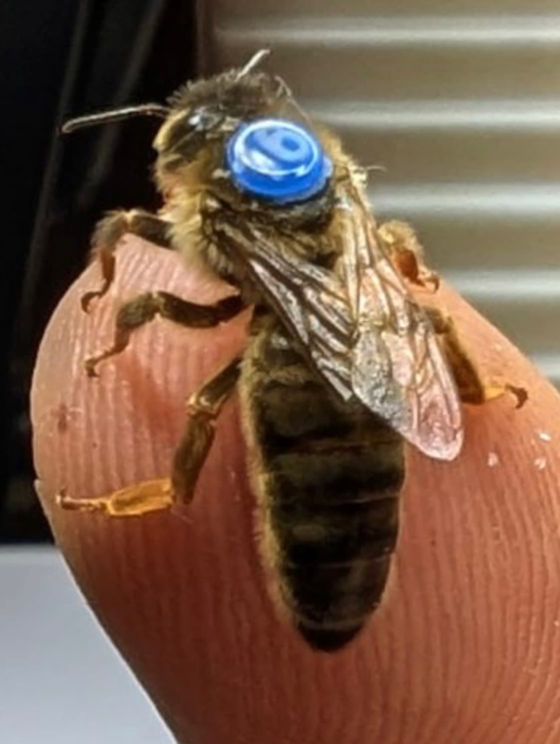 City Bees