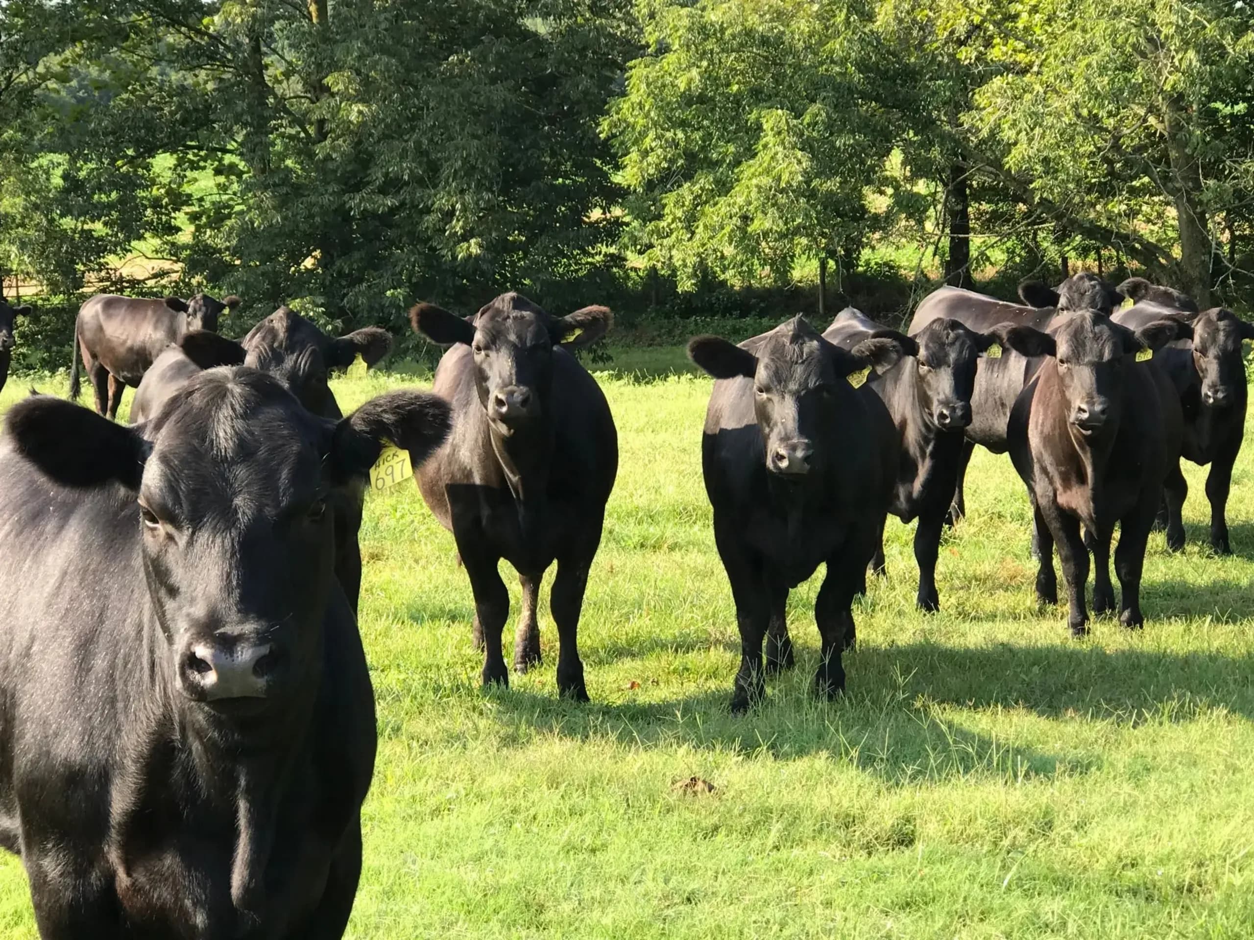 Claybrook Farms